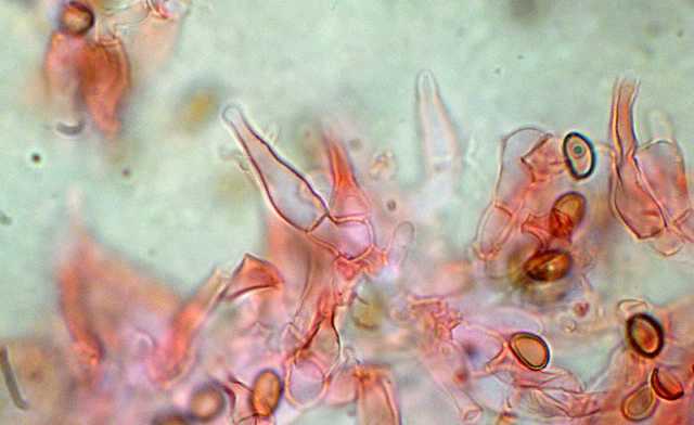 Melanotus horizontalis   (Bull.)    P.D. Orton